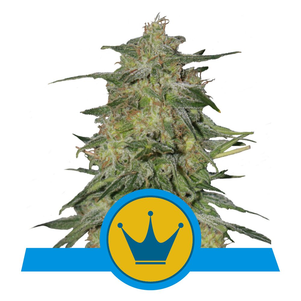 Royal Highness