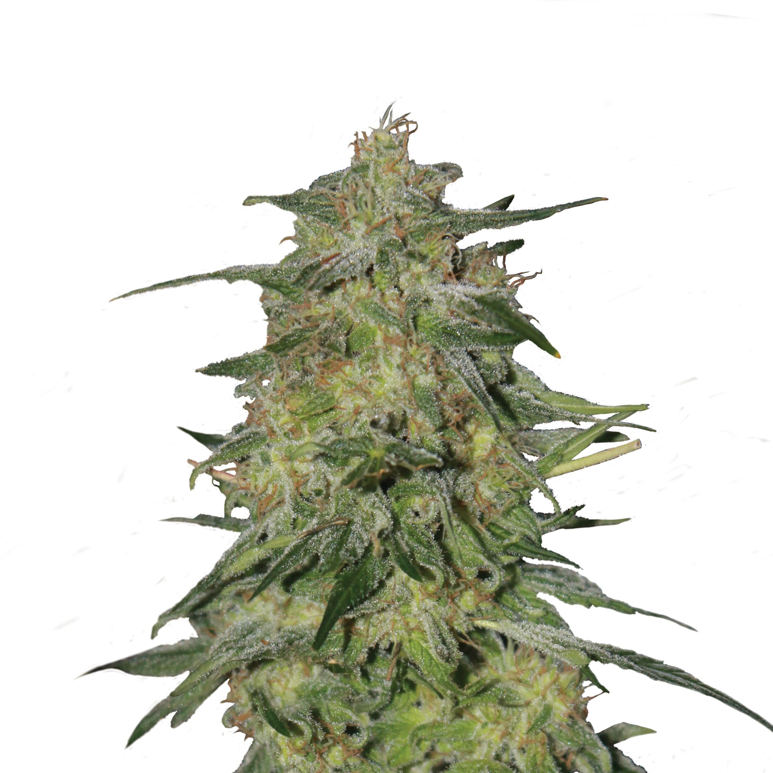 Royal Highness - Image 3