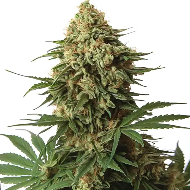 STRNG Seeds – 9 lb Hammer