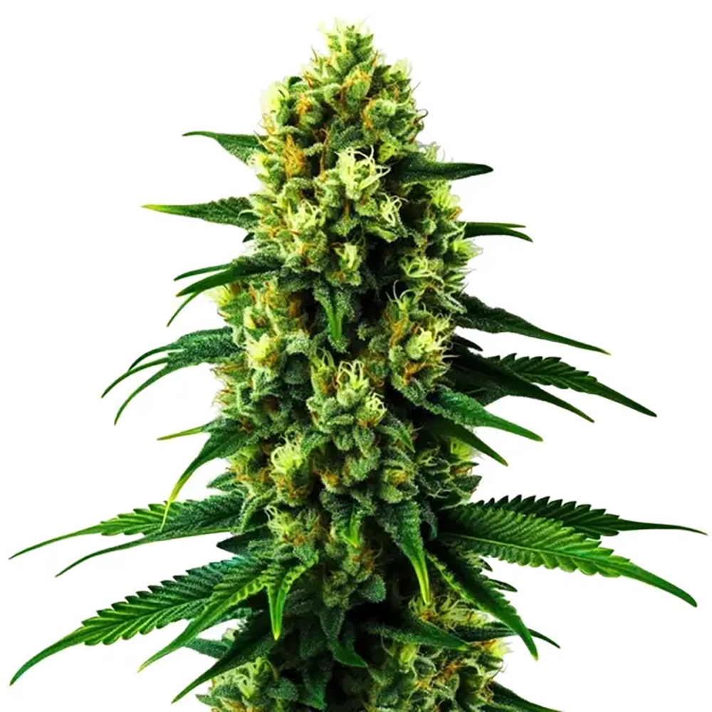 STRNG Seeds – Colombian Gold