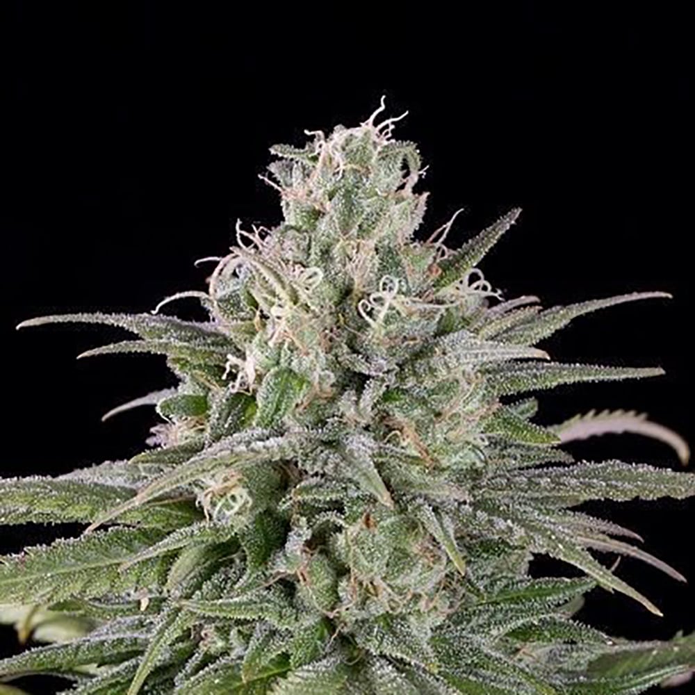 STRNG Seeds – UK Cheese