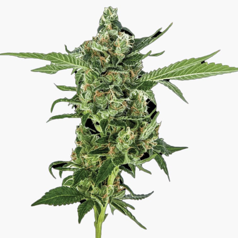 STRNG Seeds - Sour Diesel Auto