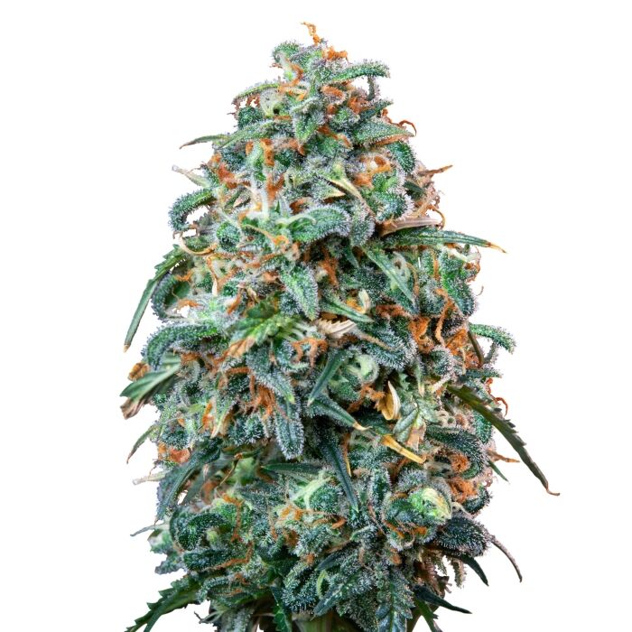 Sherbet Queen Auto - Image 3