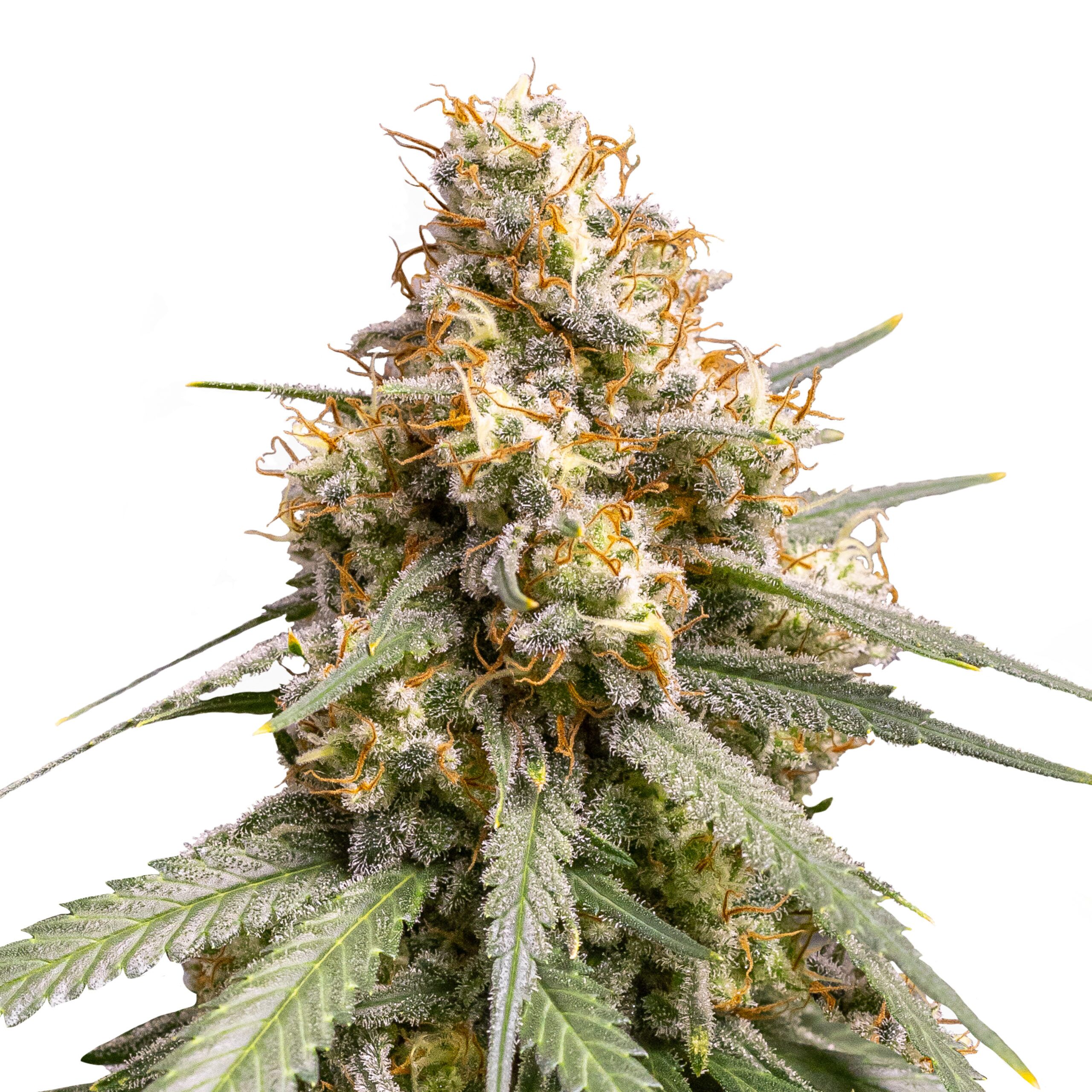 Shining Silver Haze Plant