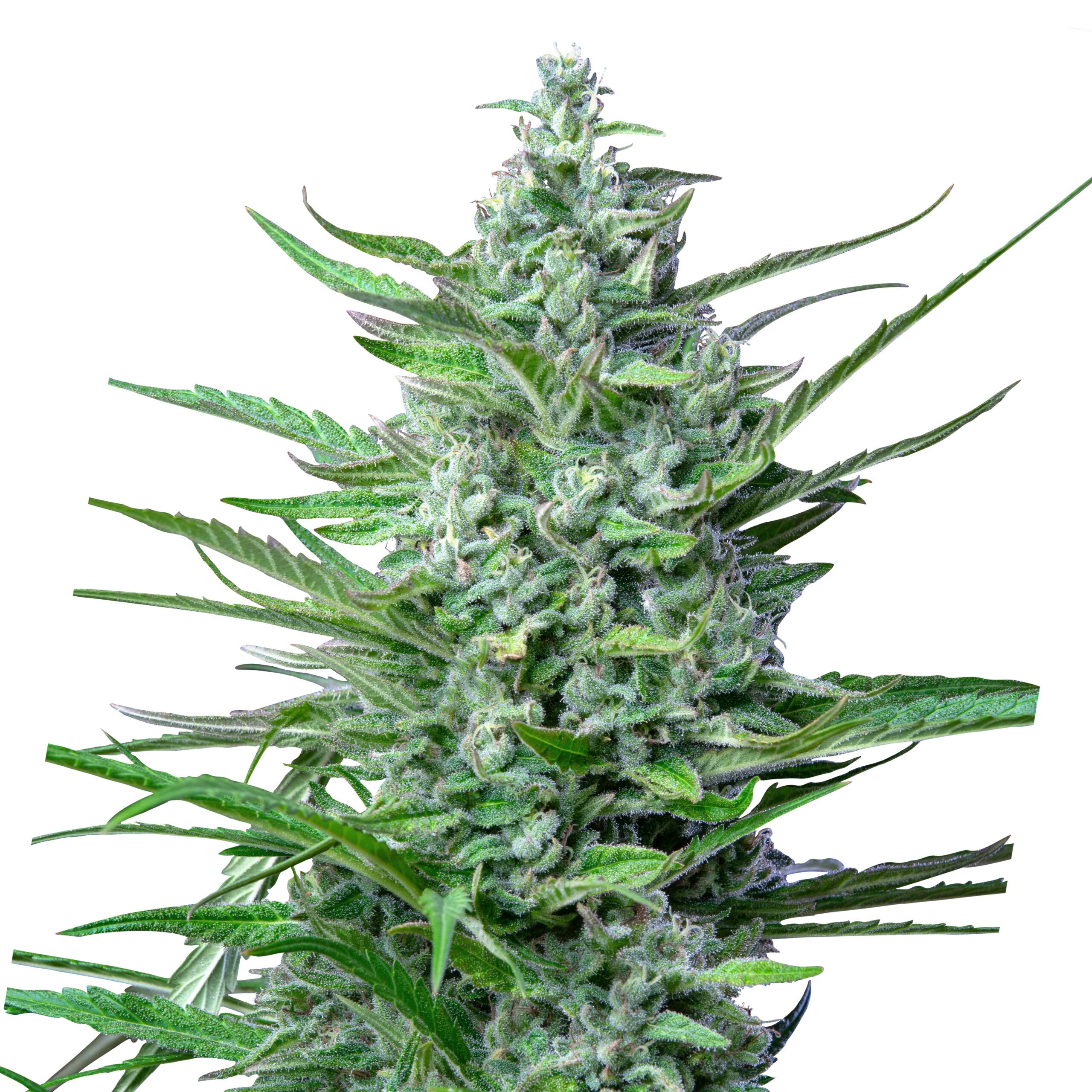 Special Kush Plant