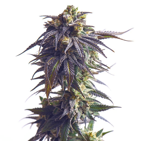 Sundae Driver Plant