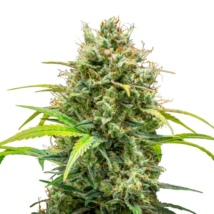 Triple G Auto - Image 3