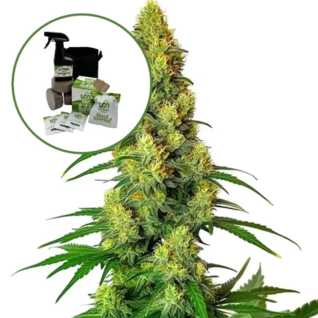 AK-48 Auto High Yield Grow Kit