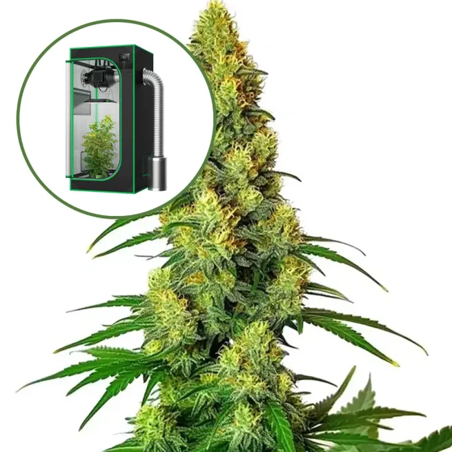 AK-48 Auto Platinum Indoor Grow Bundle