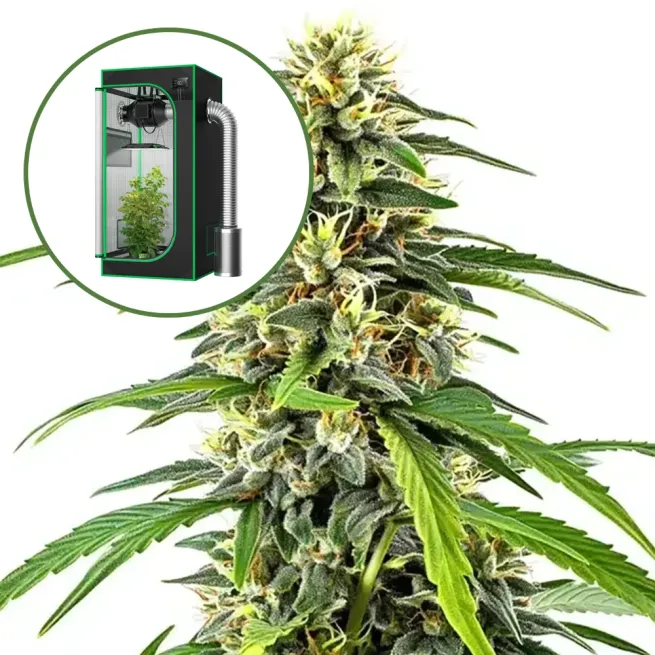 Amnesia Auto Platinum Indoor Grow Bundle