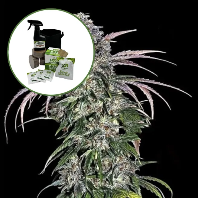 ATF (Alaskan Thunder Fuck) Auto High Yield Grow Kit