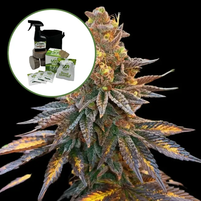 Banana Hammock Auto High Yield Grow Kit