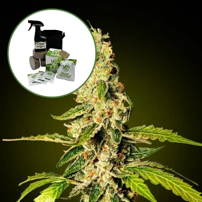 Banana Punch Auto High Yield Grow Kit