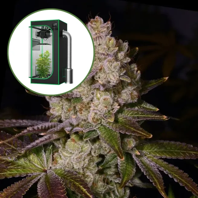 Berry Pie Auto Platinum Indoor Grow Bundle