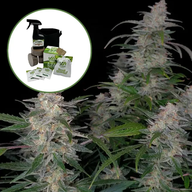 Biscotti Auto High Yield Grow Kit