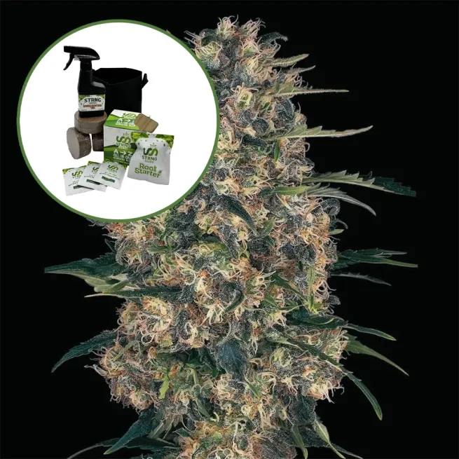 Black Domina Auto High Yield Grow Kit