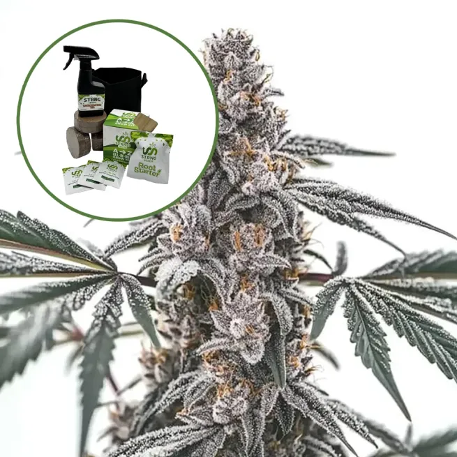 Black Widow Auto High Yield Grow Kit