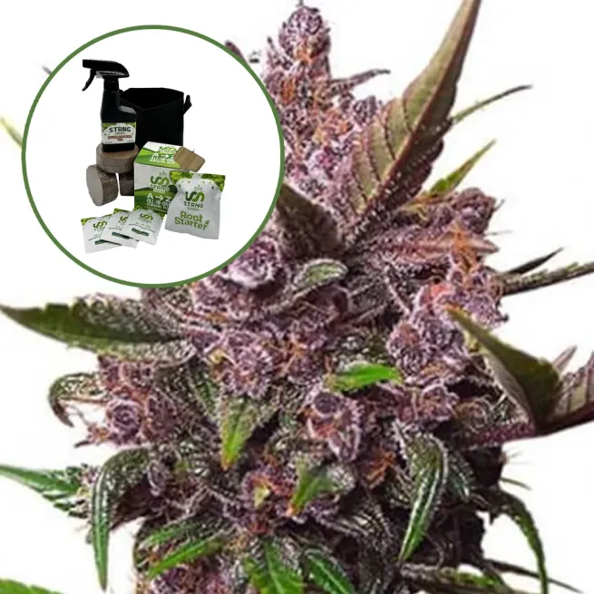 Blackberry Kush Auto High Yield Grow Kit