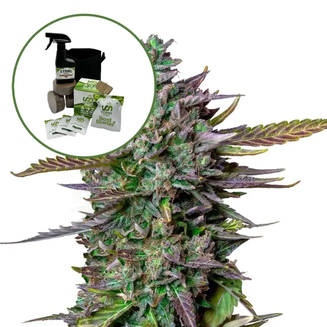 Blue Cheese Auto High Yield Grow Kit