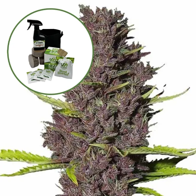 Blue Dream Auto High Yield Grow Kit