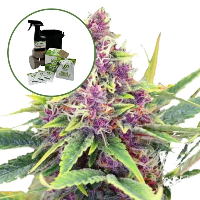 Blueberry Kush Auto High Yield Grow Kit