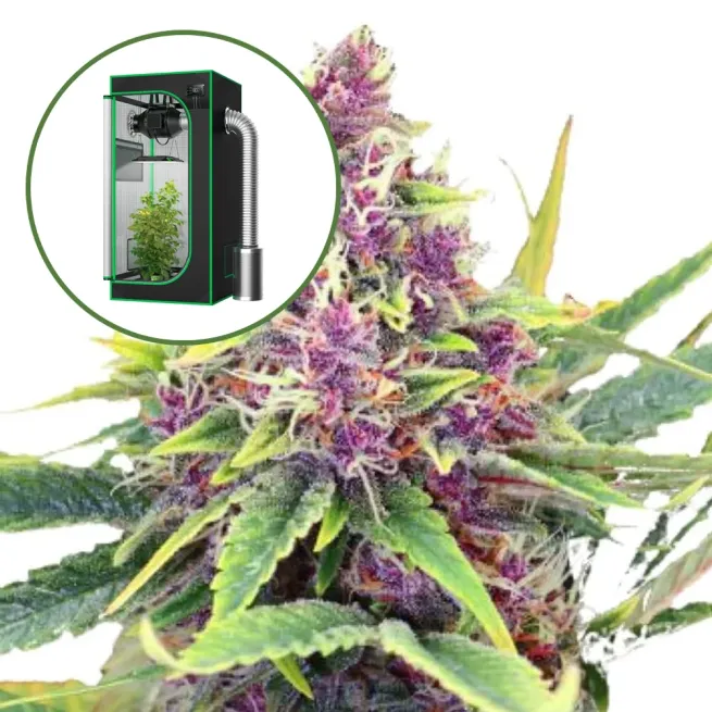 Blueberry Kush Auto Platinum Indoor Grow Bundle