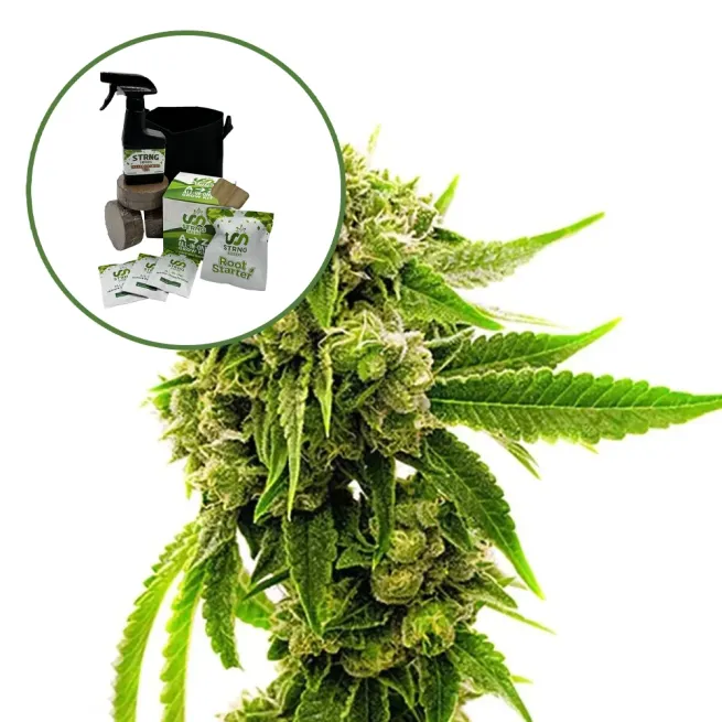 Cheese Auto High Yield Grow Kit