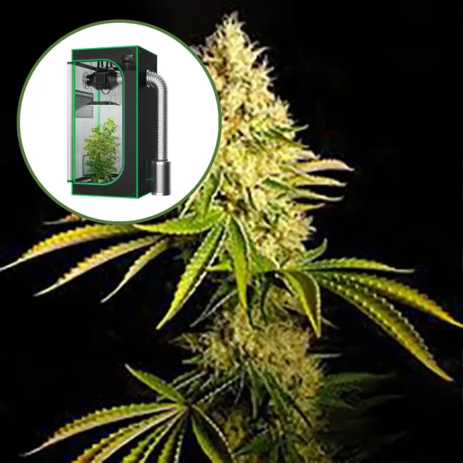 Chemdawg Auto Platinum Indoor Grow Bundle