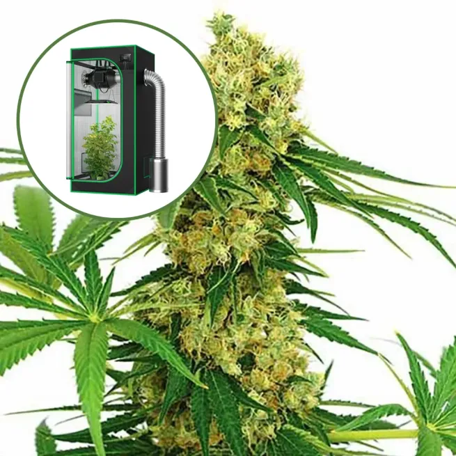 Chocolope Auto Platinum Indoor Grow Bundle