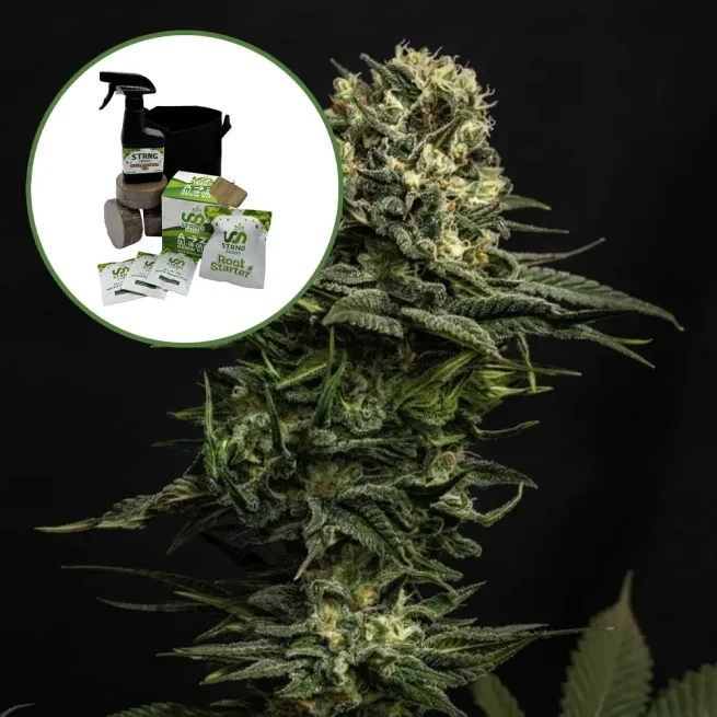 Cookie Frost Auto High Yield Grow Kit