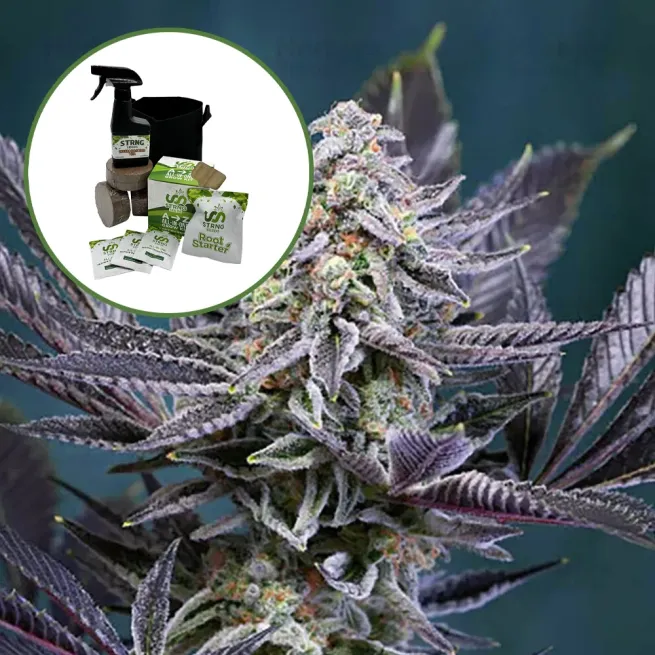 Deep Purple Auto High Yield Grow Kit