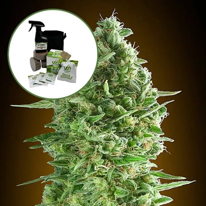 Do-Si-Dos Auto High Yield Grow Kit