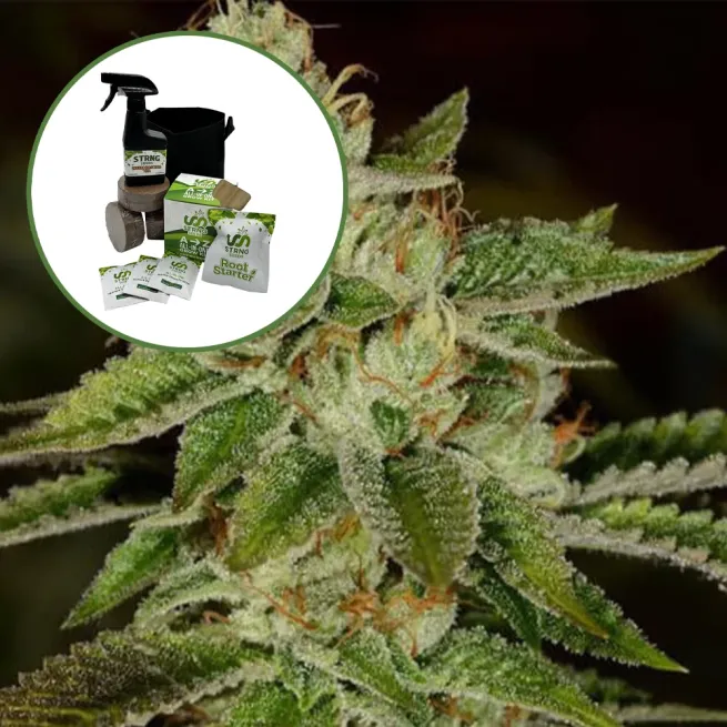 Fire OG Auto High Yield Grow Kit