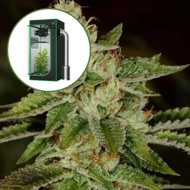 Fire OG Auto Platinum Indoor Grow Bundle