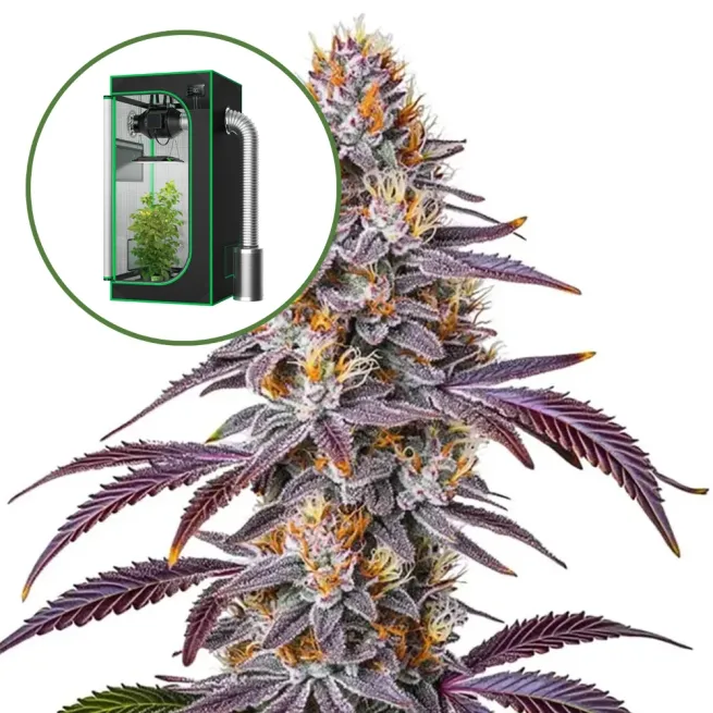 Gelato 33 Auto Platinum Indoor Grow Bundle