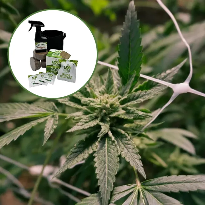 Gelato x Sex Panther Auto High Yield Grow Kit