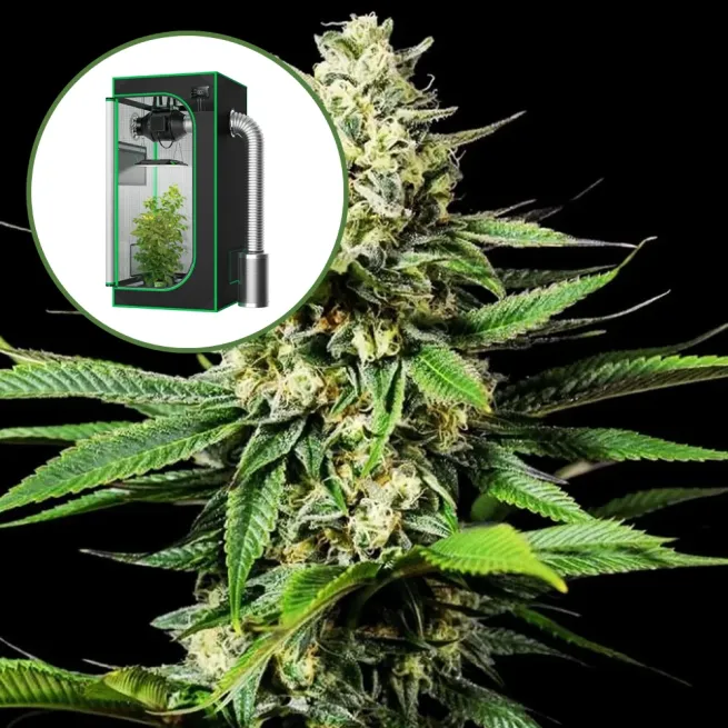 Ghost OG Auto Platinum Indoor Grow Bundle