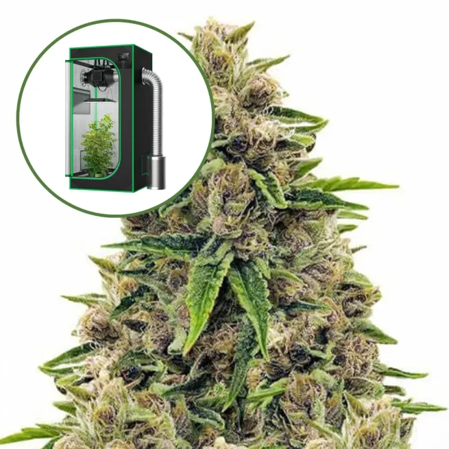 Godfather OG Auto Platinum Indoor Grow Bundle