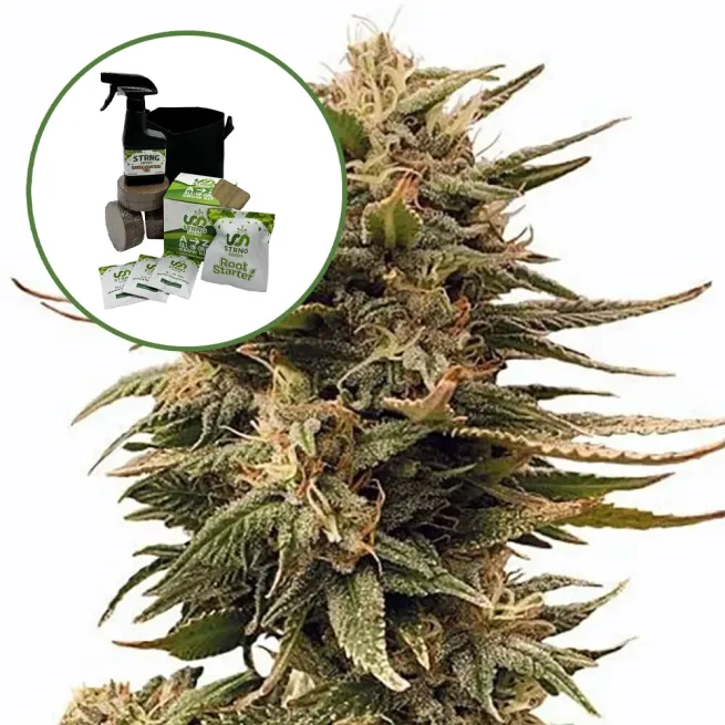 Harlequin Auto High Yield Grow Kit