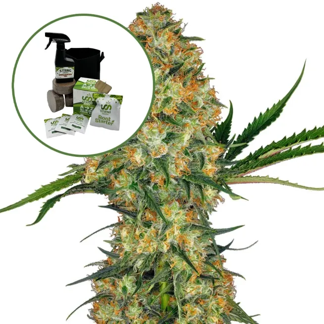 Hindu Kush Auto High Yield Grow Kit