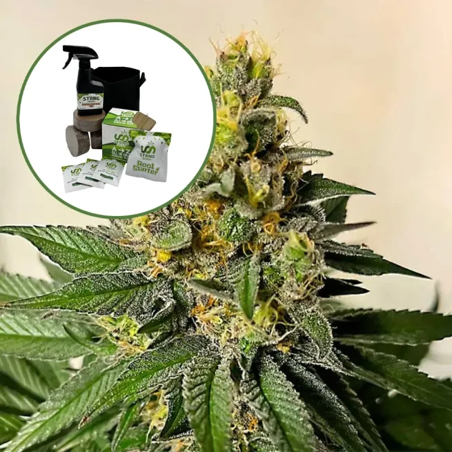 Legend OG Auto High Yield Grow Kit
