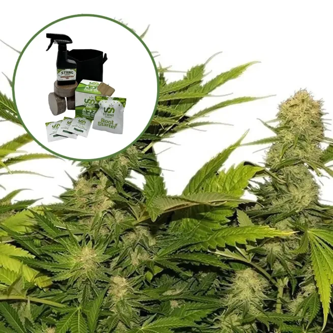 Lemon G Auto High Yield Grow Kit