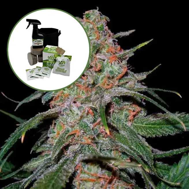 Lemon Skunk Auto High Yield Grow Kit