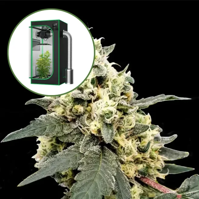 Lemonade Auto Platinum Indoor Grow Bundle