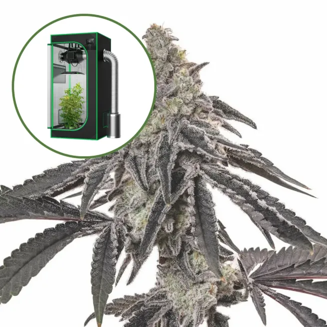 MAC 1 Auto Platinum Indoor Grow Bundle