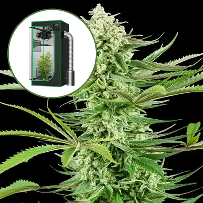 Malibu OG Auto Platinum Indoor Grow Bundle