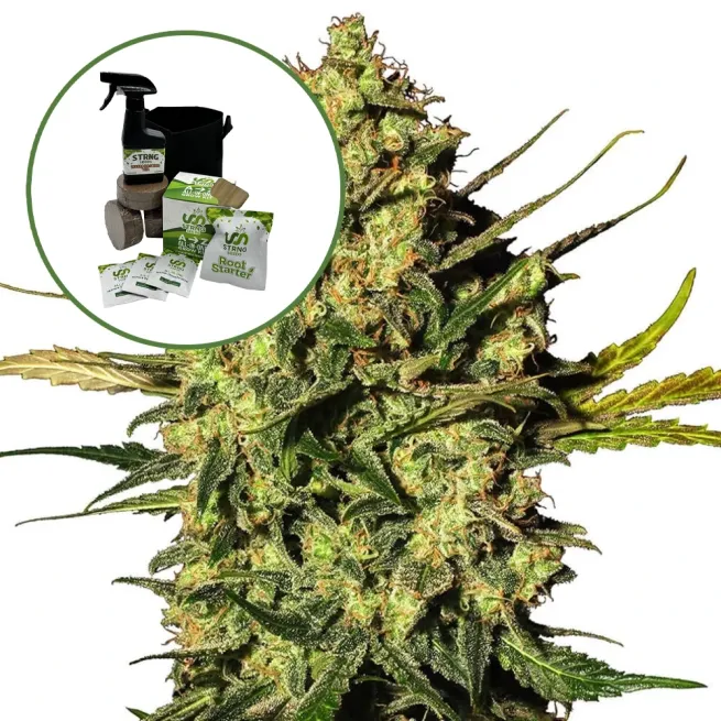 Master Kush Auto High Yield Grow Kit
