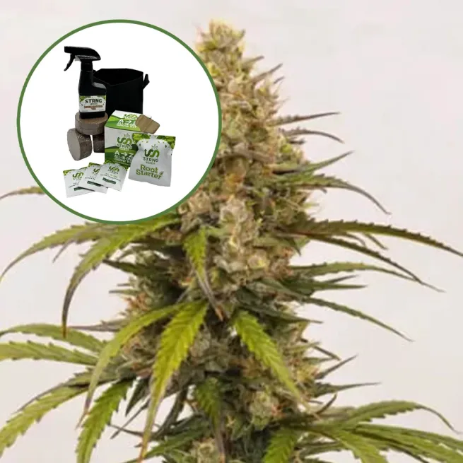 Melonade Auto High Yield Grow Kit