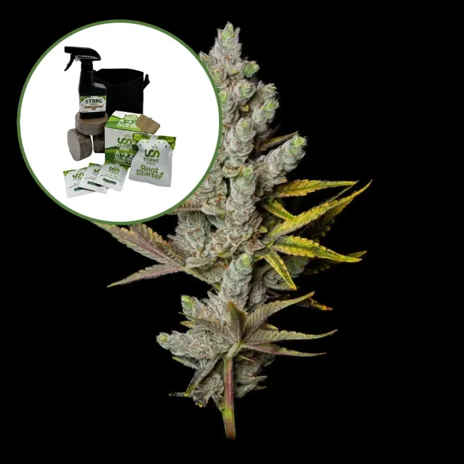 Member Berry Auto High Yield Grow Kit