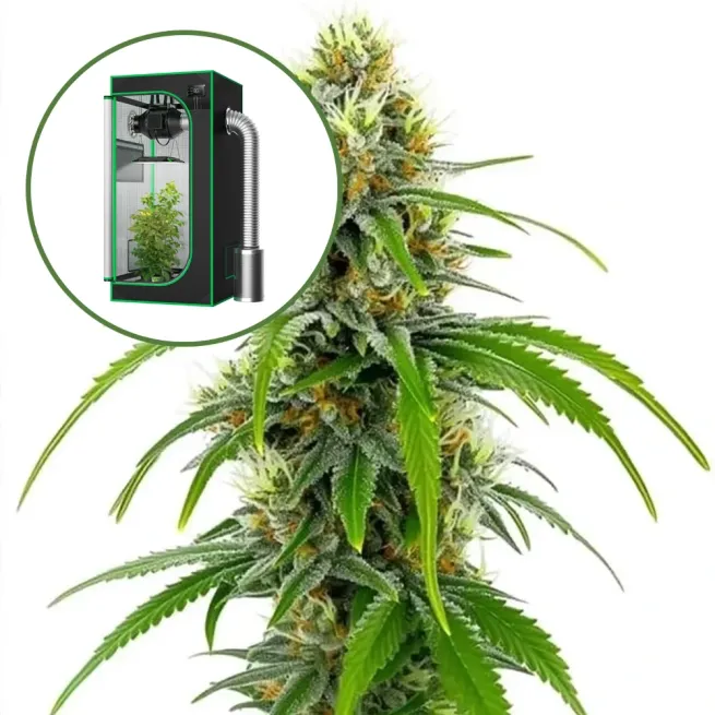 Moby Dick Auto Platinum Indoor Grow Bundle